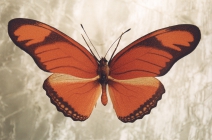 модель бабочки, Руденко Надежда Максимовна